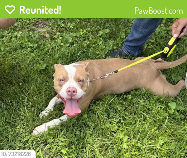Reunited Female Dog last seen Hurdle Drive, Chesapeake, VA 23322