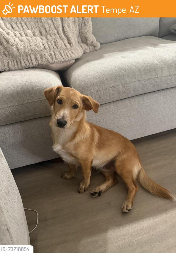 Found/Stray Male Dog last seen Tempe Marketplace, Tempe, AZ 85288