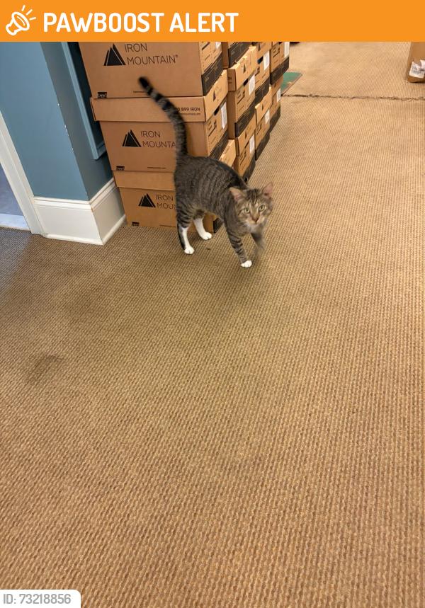 Found/Stray Male Cat last seen Near Rivers Ave, North Charleston, North Charleston, SC 29406