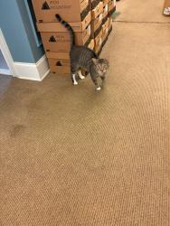 Found/Stray Male Cat last seen Near Rivers Ave, North Charleston, North Charleston, SC 29406