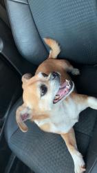Found/Stray Male Dog last seen Near R&R storage, Jasper, GA 30143