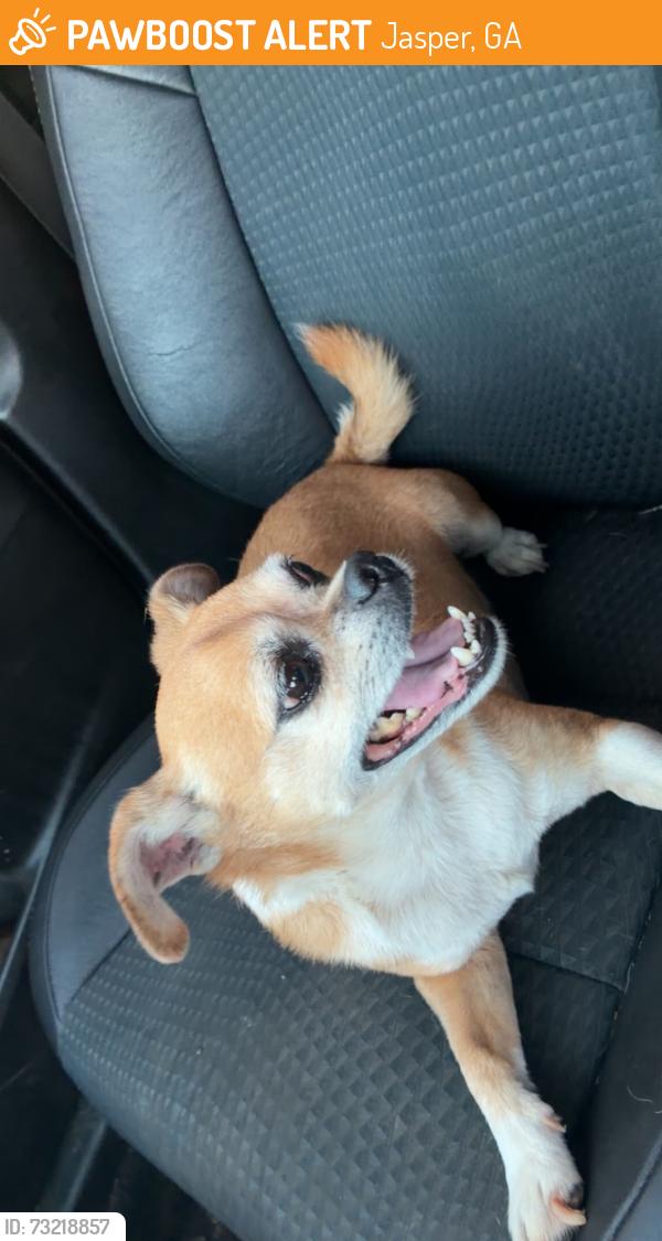 Found/Stray Male Dog last seen Near R&R storage, Jasper, GA 30143