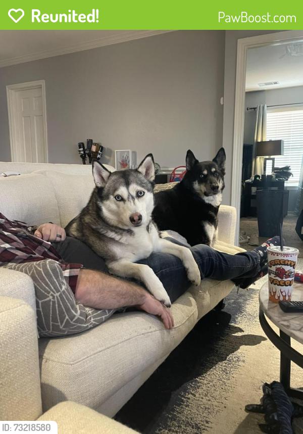 Reunited Male Dog last seen Three Oaks Drive, Arlington, TX 76016