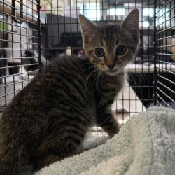 Shelter Stray Male Cat last seen Near Loomis Avenue, DES MOINES, IA, 50315, Des Moines, IA 50313