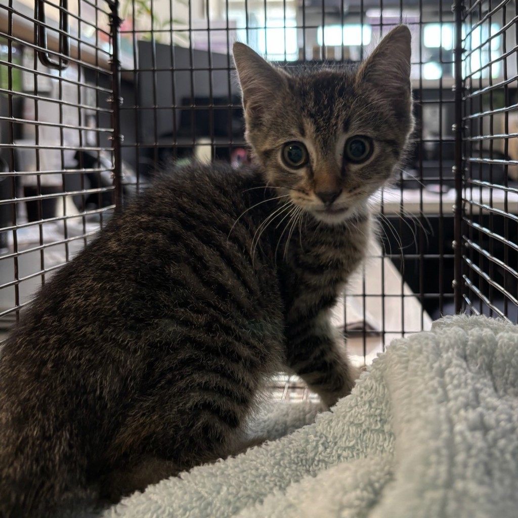 Shelter Stray Male Cat last seen Near Loomis Avenue, DES MOINES, IA, 50315, Des Moines, IA 50313