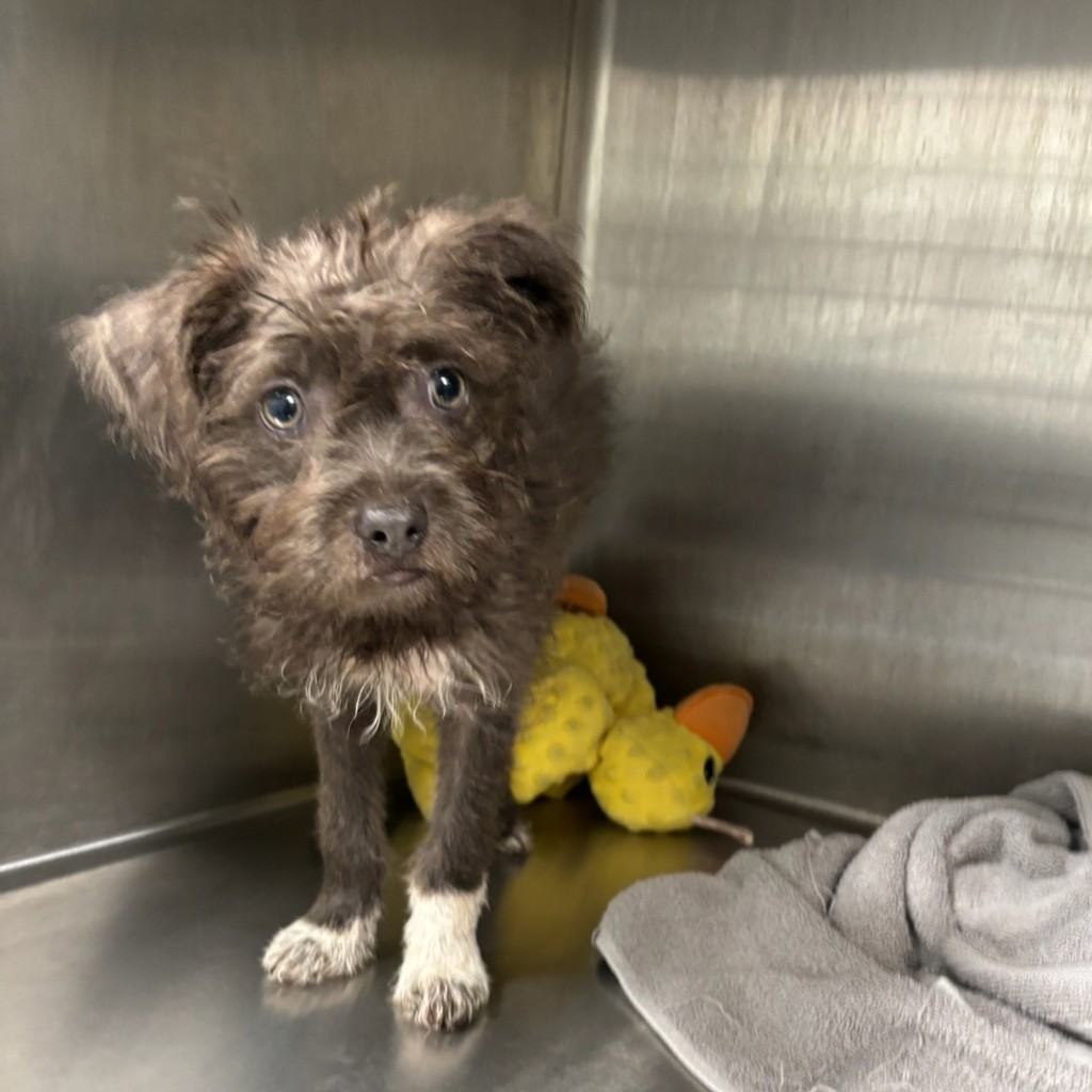 Shelter Stray Unknown Dog last seen Near E Railroad Avenue, DES MOINES, IA, 50309, Des Moines, IA 50313
