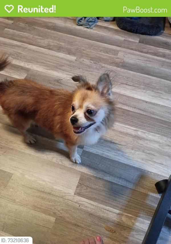 Reunited Female Dog last seen S Elliott and Celery St, Sanford, FL 32771
