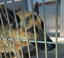 Shelter Stray Male Dog last seen Near Dewitt Court, El Cajon, CA, 92020, El Cajon, CA 92020, USA