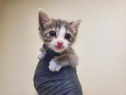 Shelter Stray Female Cat last seen Warner Street, Oceanside, CA, 92056, 5500 Gaines St, San Diego, CA 92110, USA