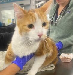 Shelter Stray Male Cat last seen Near Mildred Street, San Diego, CA, 92110, 5500 Gaines St, San Diego, CA 92110, USA
