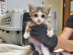 Shelter Stray Female Cat last seen Warner Street, Oceanside, CA, 92056, 5500 Gaines St, San Diego, CA 92110, USA