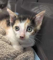 Shelter Stray Female Cat last seen old town, San Diego, CA, 92110, 5500 Gaines St, San Diego, CA 92110, USA