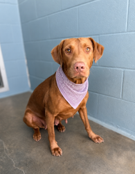 Shelter Stray Female Dog last seen Near Short Street, LAFAYETTE, LA, 70501, 410 Dugas Rd, Lafayette, LA 70507, USA