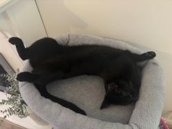 Reunited Female Cat last seen Chafford hundred, Chafford Hundred, England 