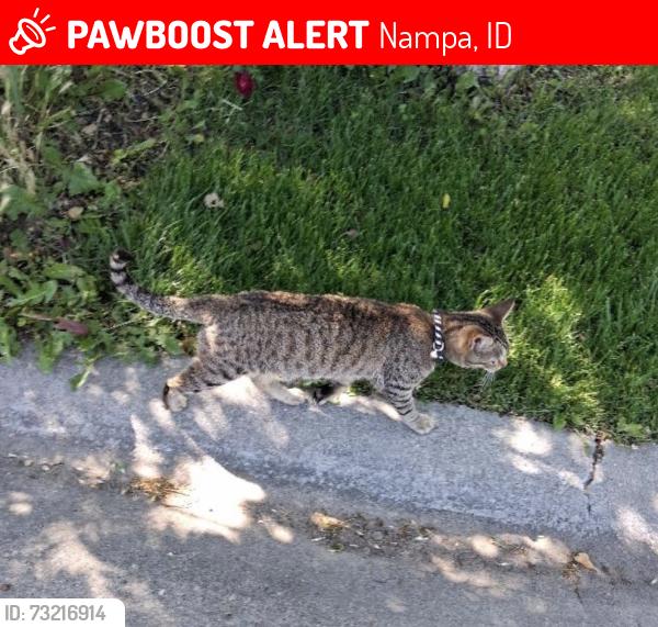 Lost Male Cat last seen N 25th St & Oak St. near Garrity & Sugar, Nampa, ID 83687
