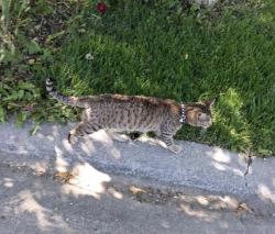 Lost Male Cat last seen N 25th St & Oak St. near Garrity & Sugar, Nampa, ID 83687
