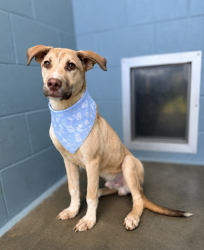 Shelter Stray Male Dog last seen Near Breezy Lane, YOUNGSVILLE, LA, 70592, 410 Dugas Rd, Lafayette, LA 70507, USA
