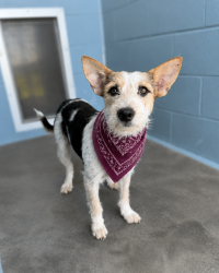 Shelter Stray Female Dog last seen dumped on his property, CARENCRO, LA, 70520, 410 Dugas Rd, Lafayette, LA 70507, USA