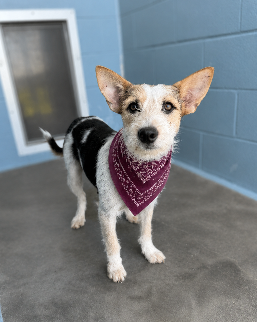 Shelter Stray Female Dog last seen dumped on his property, CARENCRO, LA, 70520, 410 Dugas Rd, Lafayette, LA 70507, USA