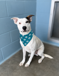 Shelter Stray Male Dog last seen LA, 410 Dugas Rd, Lafayette, LA 70507, USA