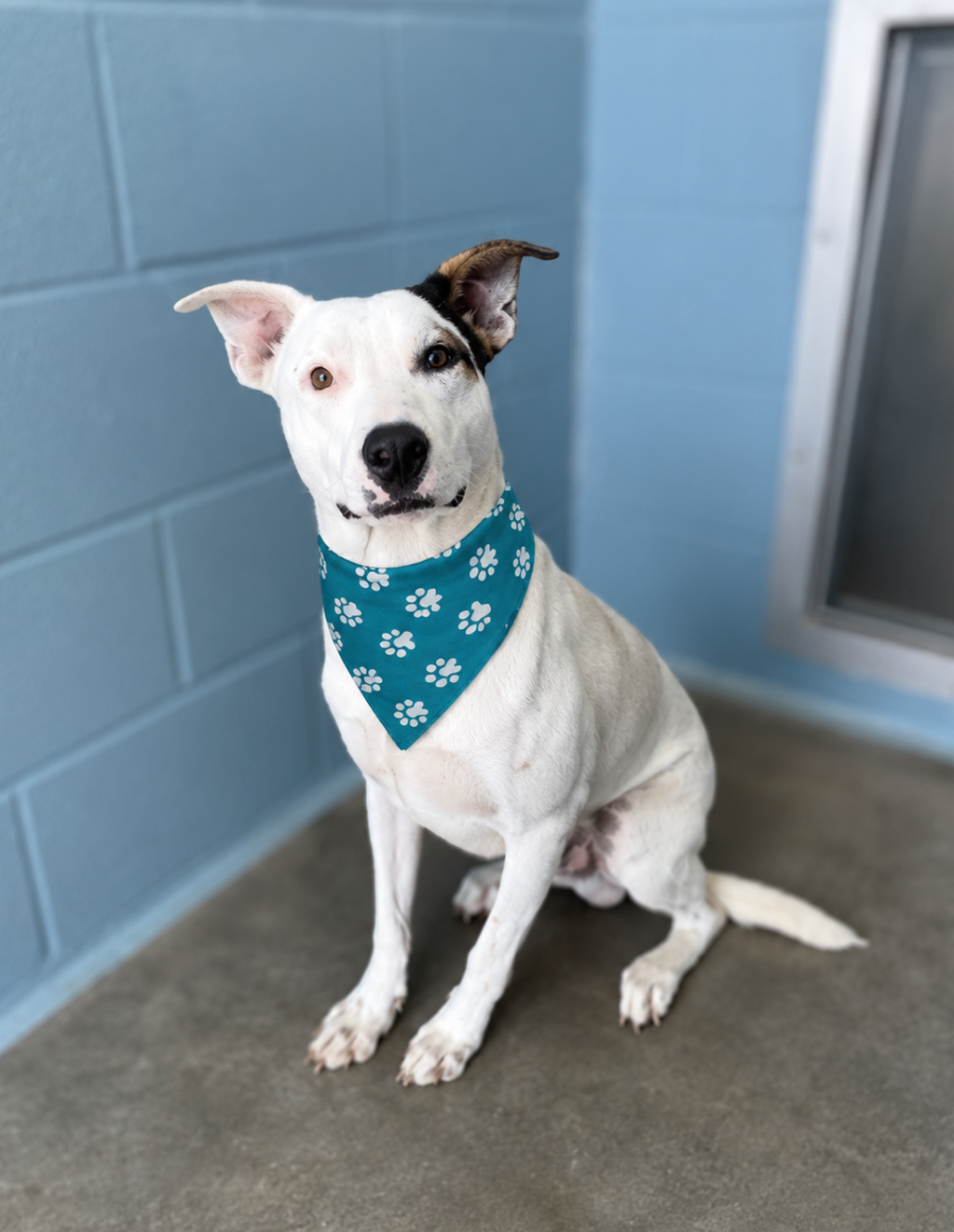 Shelter Stray Male Dog last seen LA, 410 Dugas Rd, Lafayette, LA 70507, USA