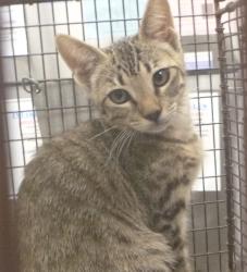 Shelter Stray Female Cat last seen Near E Gloria Switch Road, LAFAYETTE, LA, 70507, 410 Dugas Rd, Lafayette, LA 70507, USA