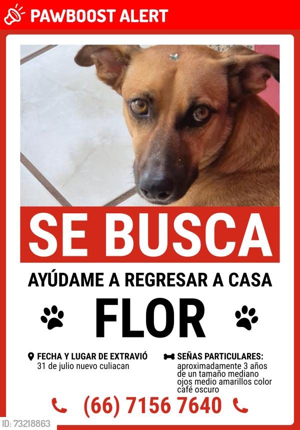 Lost Female Dog last seen Nuevo culiacan, Culiacán Rosales, Sin. 80000