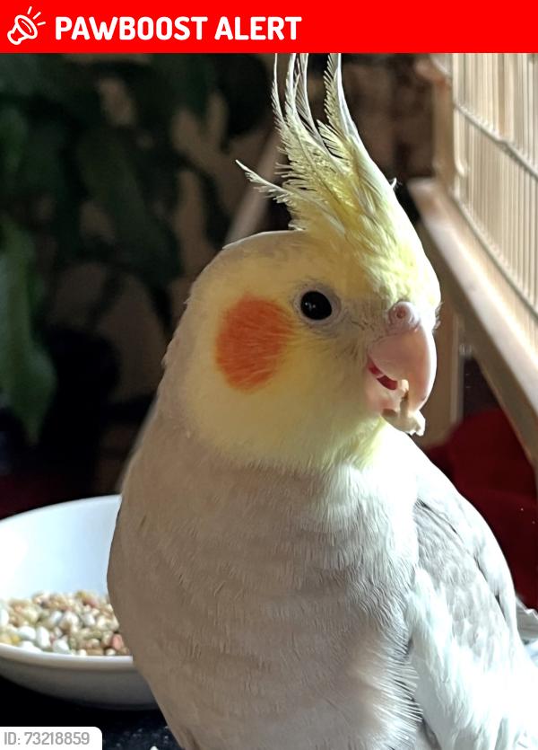 Lost Male Bird last seen Euclid /Welsley, Otis Orchards-East Farms, WA 99027