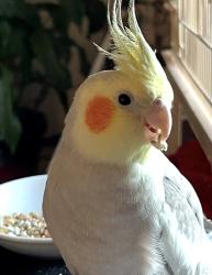 Lost Male Bird last seen Euclid /Welsley, Otis Orchards-East Farms, WA 99027