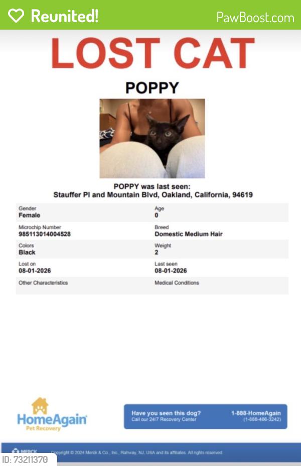 Reunited Female Cat last seen Mountain Blvd, Oakland, CA 94619