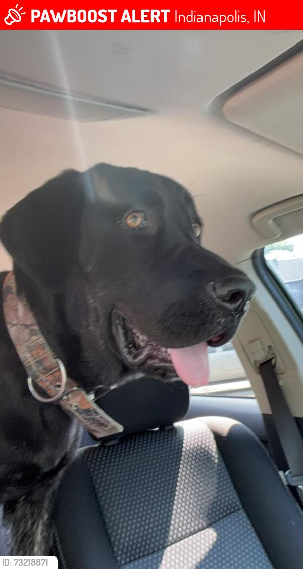 Lost Male Dog last seen Arbor Ave and w ray st, Indianapolis, IN 46221