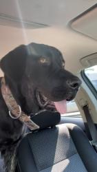 Lost Male Dog last seen Arbor Ave and w ray st, Indianapolis, IN 46221