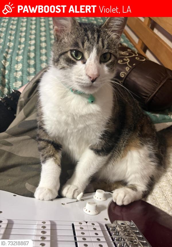 Lost Male Cat last seen River Park Dr, Violet La, Violet, LA 70092
