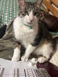 Lost Male Cat last seen River Park Dr, Violet La, Violet, LA 70092