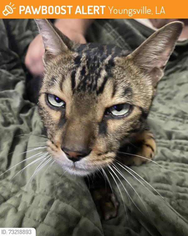 Found/Stray Male Cat last seen Taco Bell, Youngsville, LA 70592
