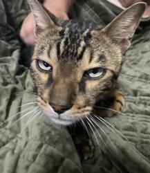 Found/Stray Male Cat last seen Taco Bell, Youngsville, LA 70592
