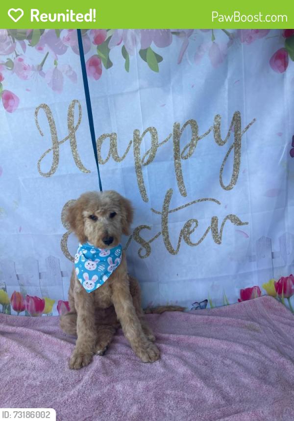 Reunited Male Dog last seen Ontario way lake Elsinore, Lake Elsinore, CA 92530