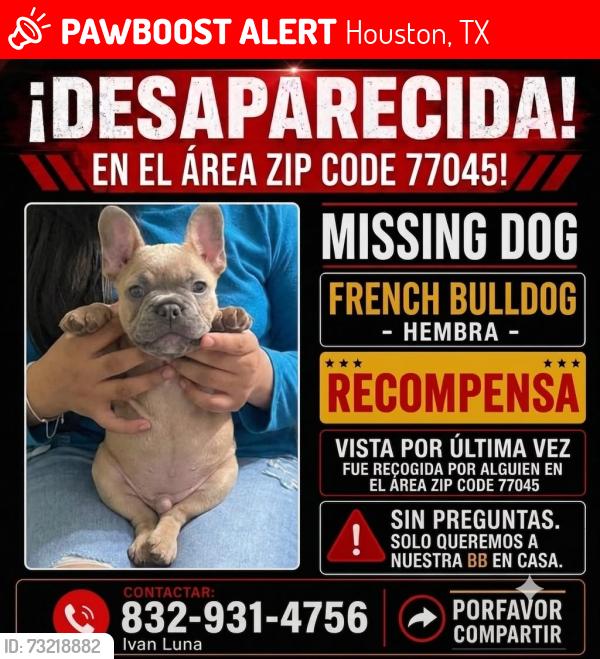 Lost Female Dog last seen Near Darlinghurst Dr. Houston Tx 77045 Trailer park, Houston, TX 77045