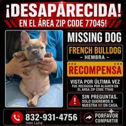 Lost Female Dog last seen Near Darlinghurst Dr. Houston Tx 77045 Trailer park, Houston, TX 77045