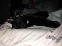 Lost Male Cat last seen Rosewell close Honiton, Devon, England EX14 1QU