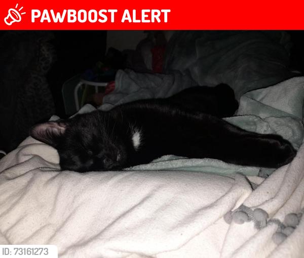Lost Male Cat last seen Rosewell close Honiton, Devon, England EX14 1QU