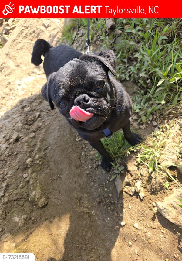 Lost Male Dog last seen Ken Smith Ln Taylorsville 28681, Taylorsville, NC 28681