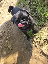Lost Male Dog last seen Ken Smith Ln Taylorsville 28681, Taylorsville, NC 28681