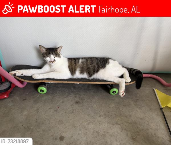 Lost Female Cat last seen Dairy road, Fairhope, AL 36532
