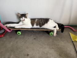 Lost Female Cat last seen Dairy road, Fairhope, AL 36532