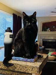Lost Male Cat last seen Chatfield Farms West Roxborough (Wildhorse & Dressage), Littleton, CO 80125