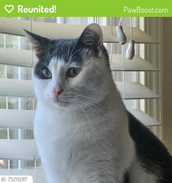 Reunited Male Cat last seen Hidden Forest Subdivision, Rock Hill, SC 29732
