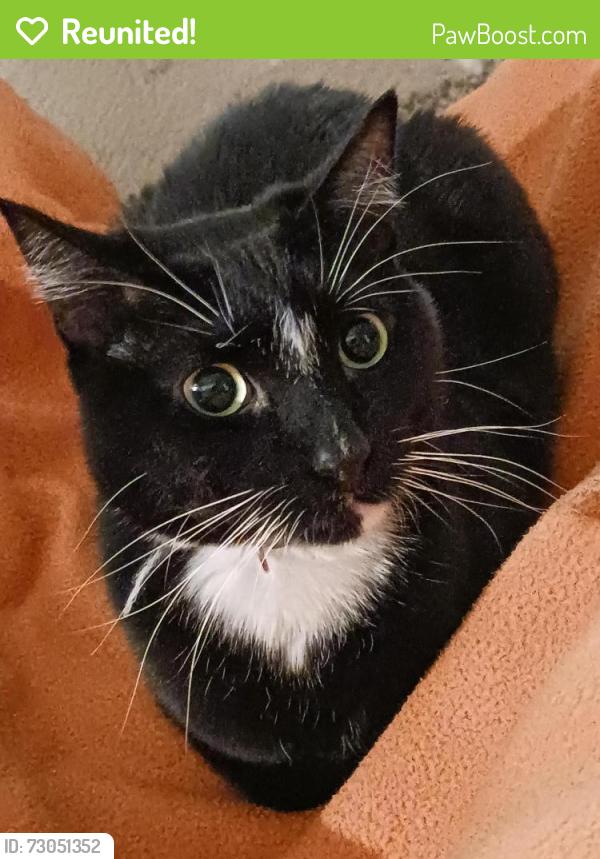 Reunited Male Cat last seen Ustick and Milwaukee, Boise, ID 83704
