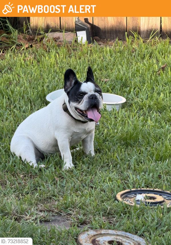 Found/Stray Male Dog last seen Dreher Park, Lake Worth Beach, FL 33461