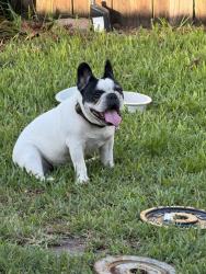 Found/Stray Male Dog last seen Dreher Park, Lake Worth Beach, FL 33461